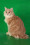 baxter